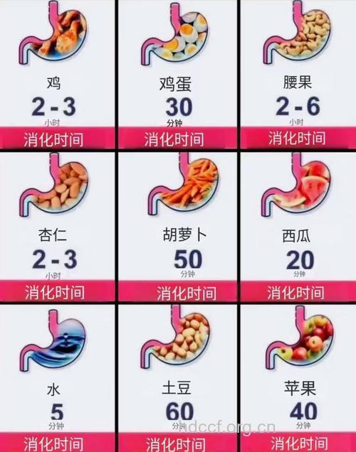 各类食物的消化时间