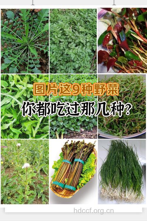 早春吃这6种野菜要谨慎