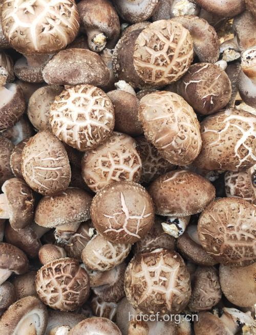 香菇盖上有花纹质量好