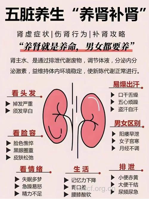 男性护肾五要素要牢记