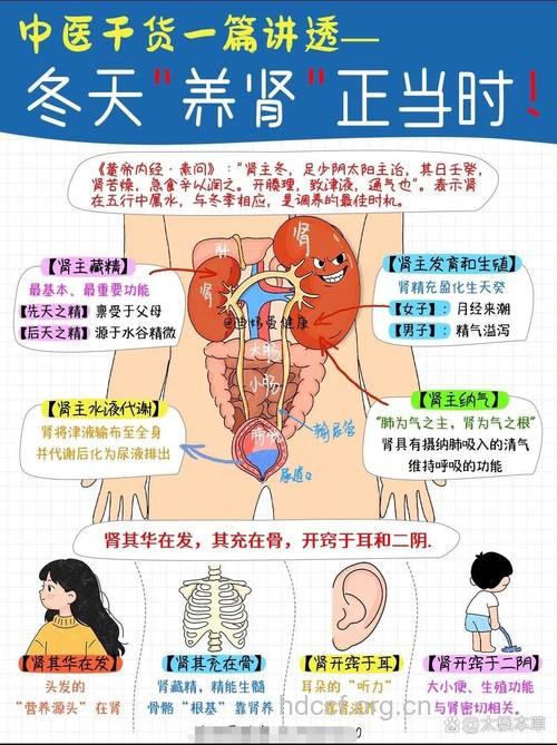 女性补肾壮阴大全