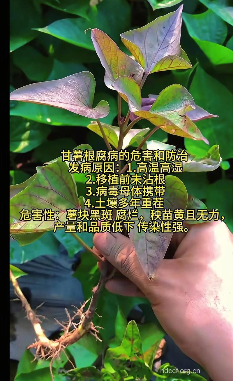 甘薯能预防肺癌的发生吗
