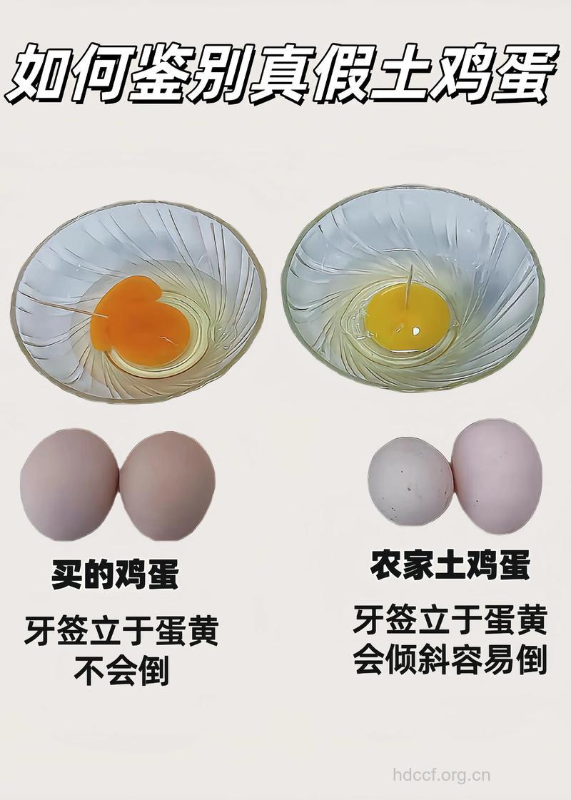 土鸡蛋PK洋鸡蛋 辨别真假土鸡蛋