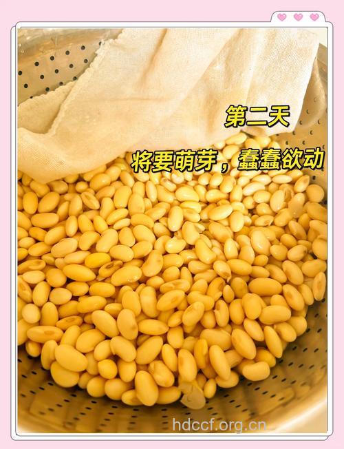 发芽黄豆做豆浆更补钙
