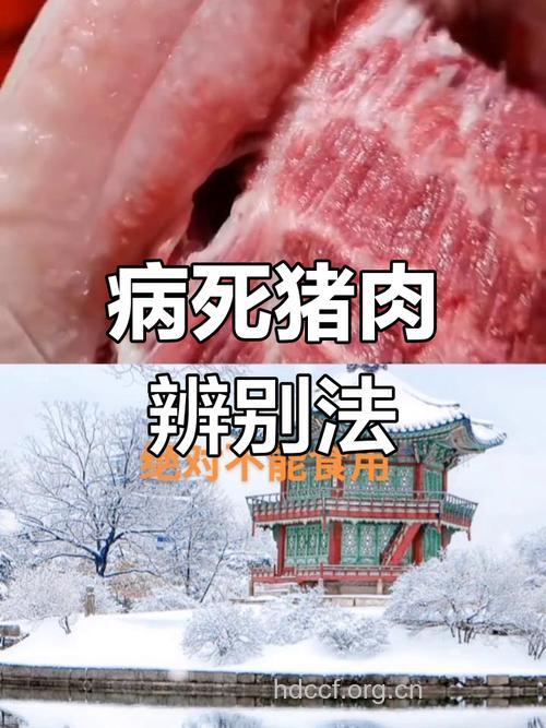 五大招识别病死猪肉