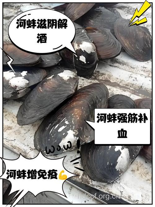 河蚌的营养价值