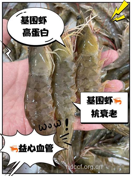 基围虾的营养价值