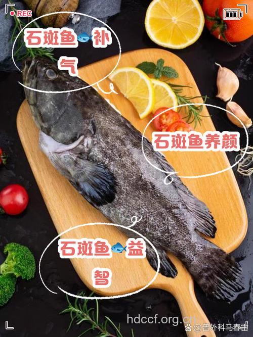 石斑鱼的营养价值