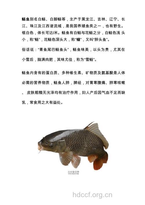 鲢鱼的营养价值