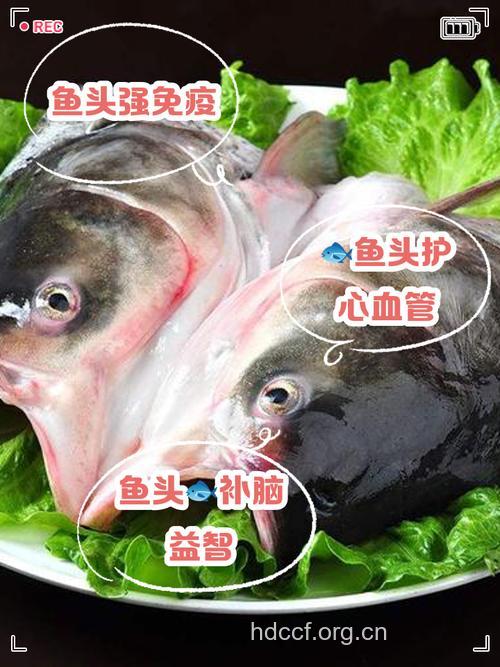鲢鱼头的营养价值