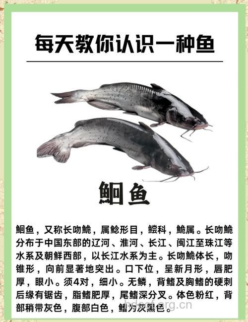 鳓鱼的营养价值