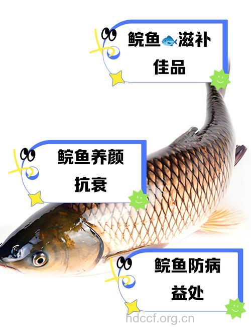 月鳢的营养价值