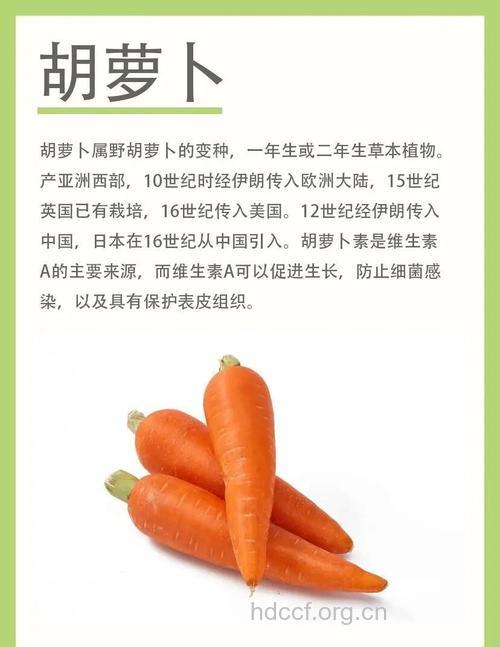 小小胡萝卜 有大功效