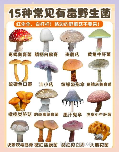 蘑菇不能和什么一起吃