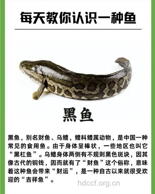 黑鱼的营养价值