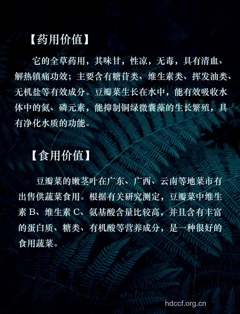 豆瓣菜的营养价值