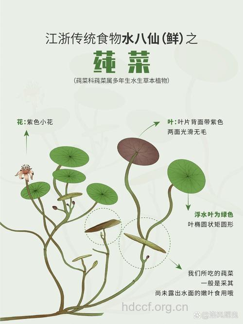 莼菜的营养价值