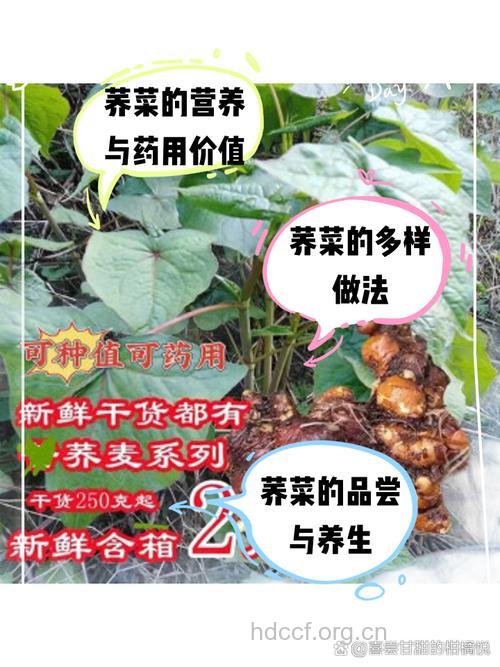 荞菜的营养价值