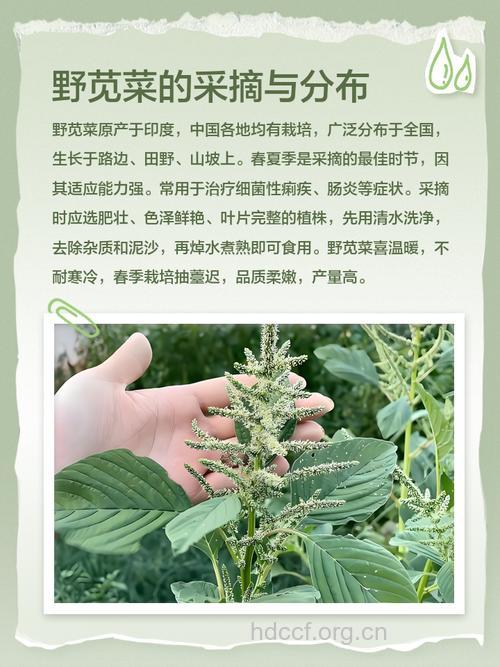 野苋菜的营养价值
