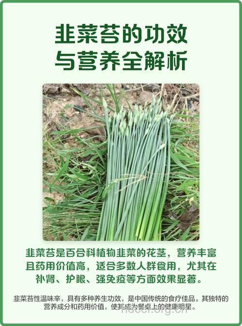 韭菜苔的营养价值