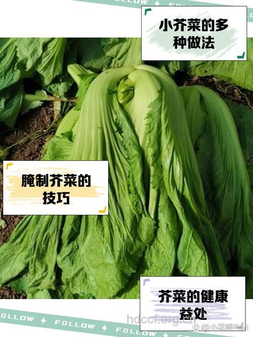 小叶芥菜的营养价值