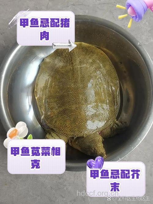 甲鱼和什么不能一起吃