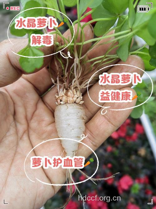 水萝卜的营养价值