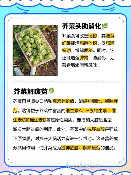 芥菜头的营养价值