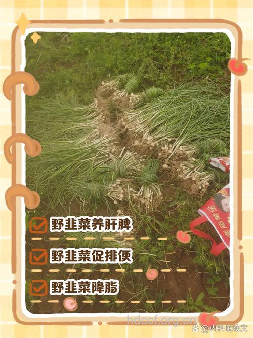 野韭菜的营养价值