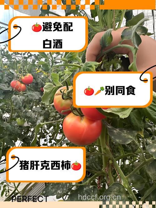 西红柿什么不能和一起吃