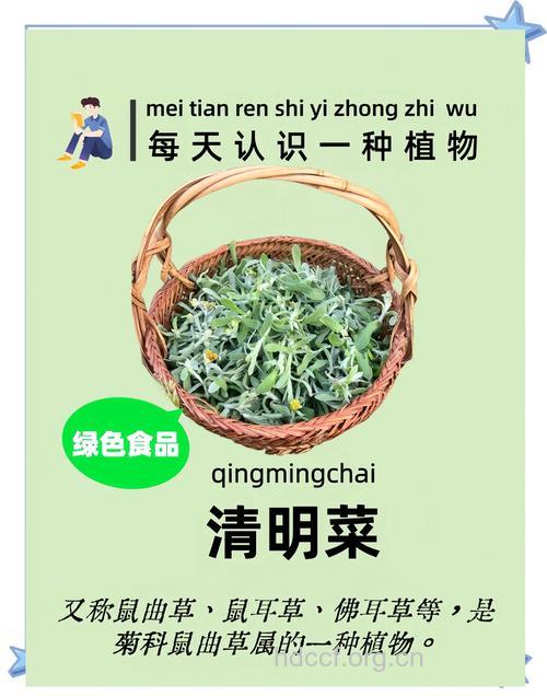 清明菜的营养价值