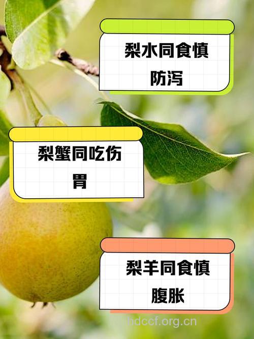 梨和什么不能一起吃