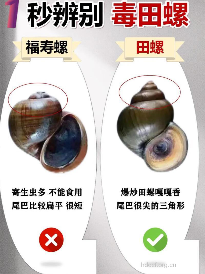 田螺和什么不能一起吃