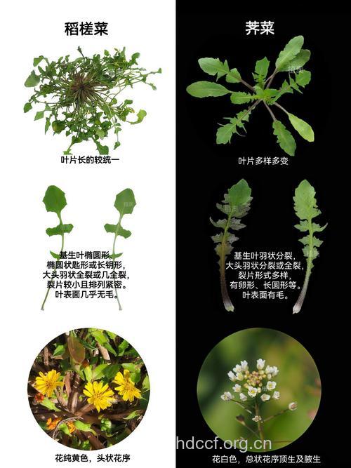 如何辩别不新鲜的伪装蔬菜
