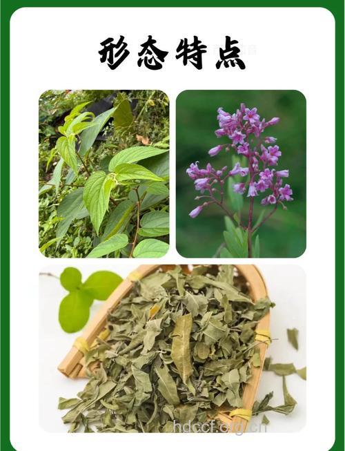 罗布麻有什么药用价值