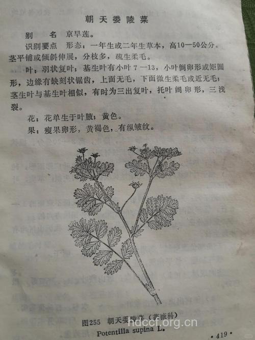 委陵莱有什么药用价值