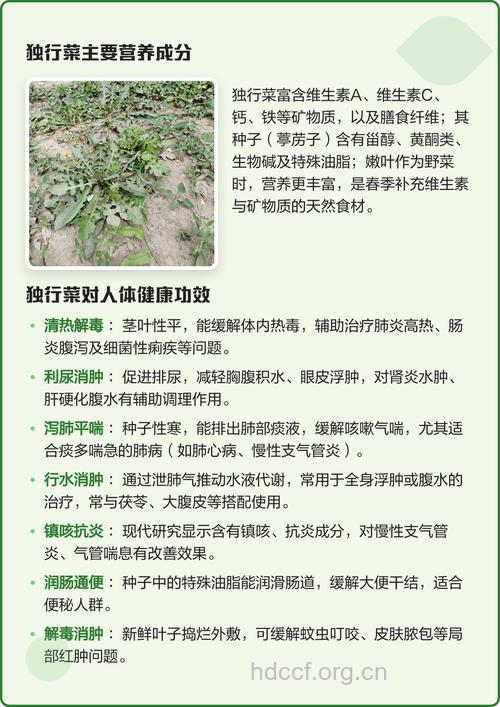独行菜都什么作用和药用价值
