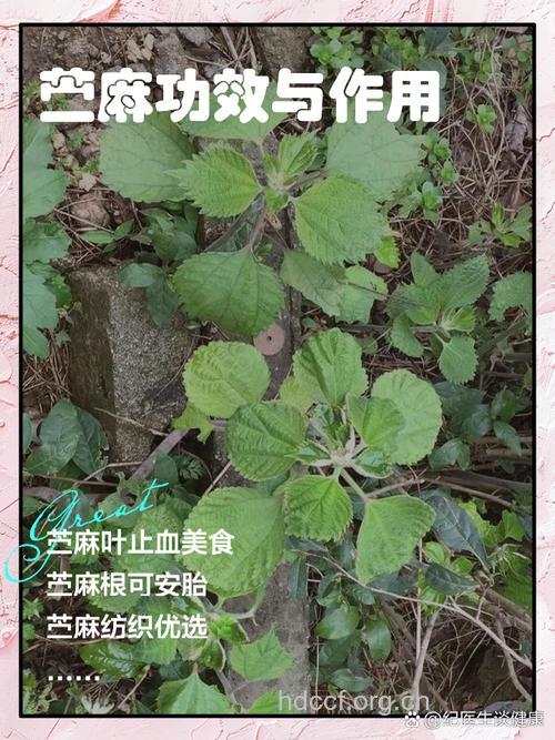 苎麻有什么作用和药用价值