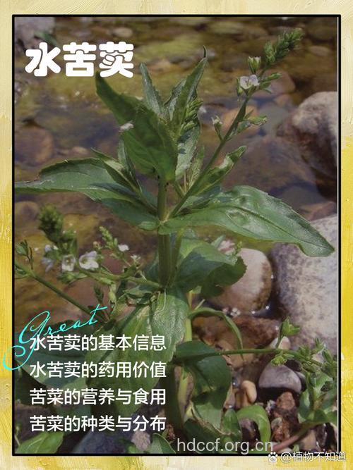 水苦荬有什么作用和药用价值