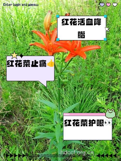 红花菜有什么作用和药用价值