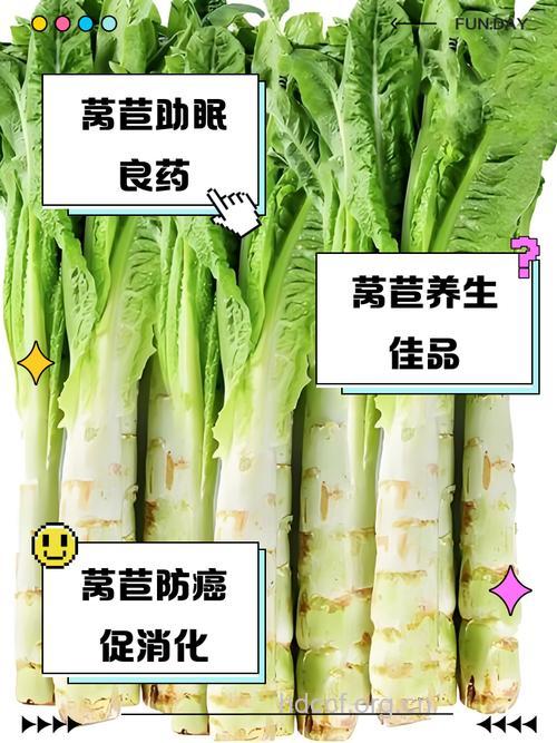 台湾莴苣有什么药用价值吗