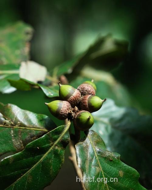 白栎可以治疗什么问题