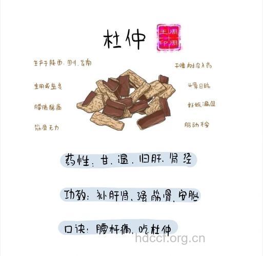 杜仲的功效与作用及食用方法