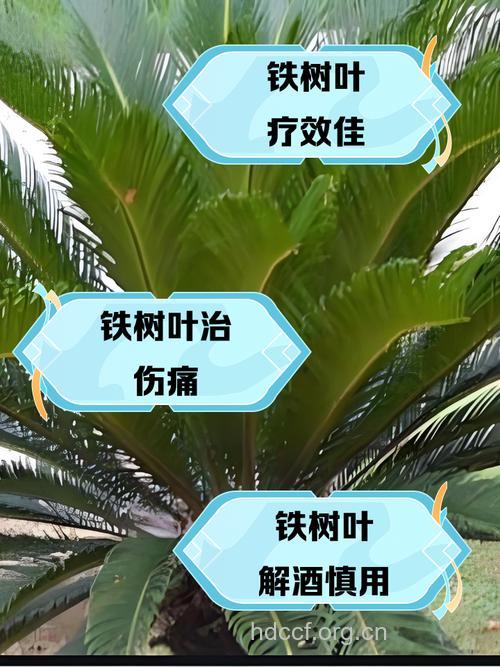 铁树有什么药用价值作用呢
