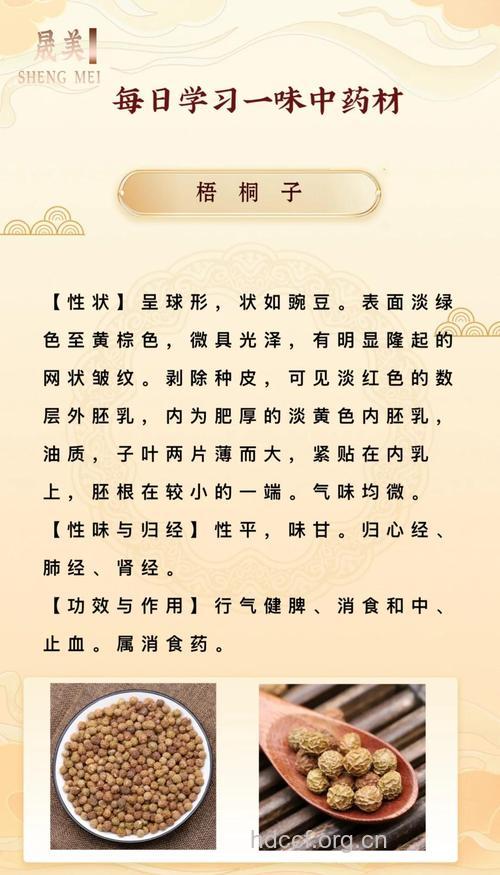 梧桐有什么药用价值作用