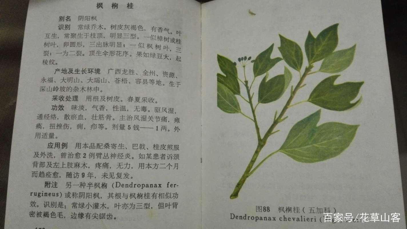 枫荷梨有什么作用和药效
