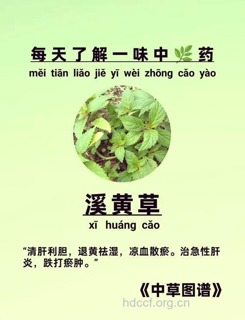 溪黄草有什么药用价值和作用