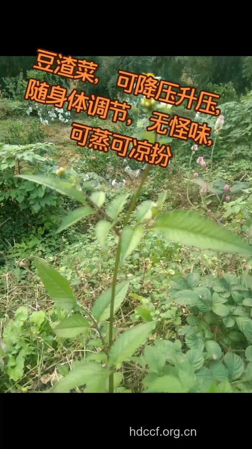 豆渣菜有哪些药效和作用