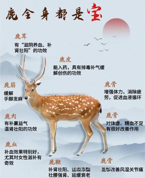 鹿肉都有什么药效和作用