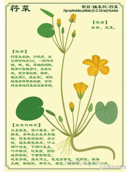荇菜有什么作用和药效呢